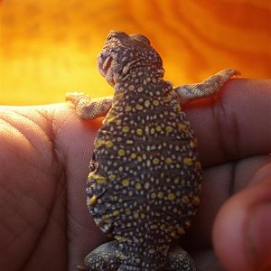 picture 021 (Medium).jpg