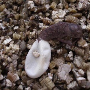 MONTA 16.03.2006 074.jpg