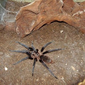 stichoplastoris sp.JPG