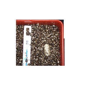 reptiles 539hfgsd.JPG