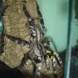 P.Regalis.JPG