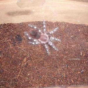 A.Geniculata.JPG