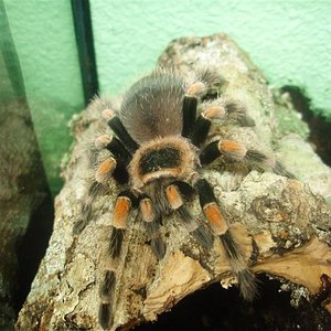 B.Smithi.JPG
