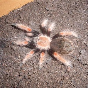 B.Boehmei.JPG
