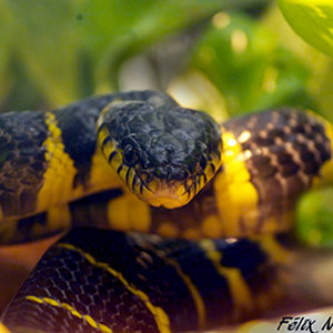 Boiga dendrophila. Naturaleza  Misteriosa..jpg