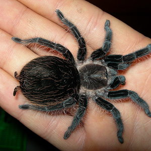 Albopilosa obesa.jpg