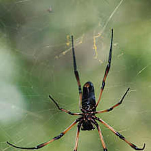 nephila.jpg
