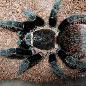 Brachypelma vagans macho.jpg