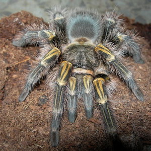 Grammostola aureostriata macho.jpg