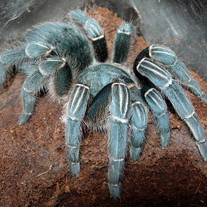 Aphonophelma seemanni.jpg