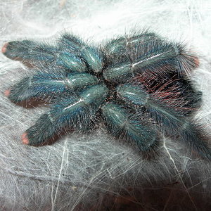 Avicularia avicularia recien mudada.jpg