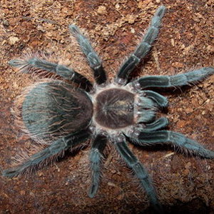 Brachypelma albopilosa.jpg
