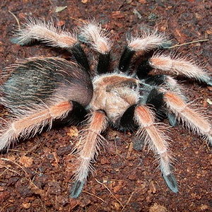 Brachypelma boehmei.jpg