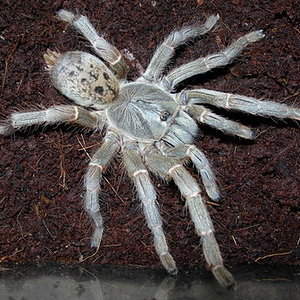 Pterinochilus lugardi.jpg