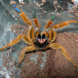 Pterinochilus murinus.jpg