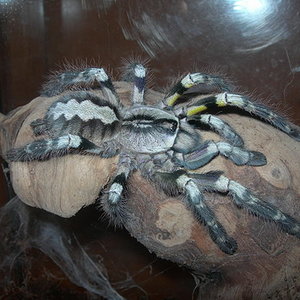 Poecilotheria regalis.jpg