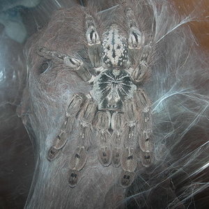 Heteroscodra maculata.jpg