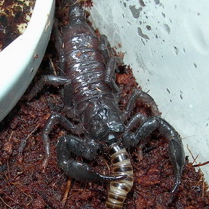 Pandinus imperator.jpg