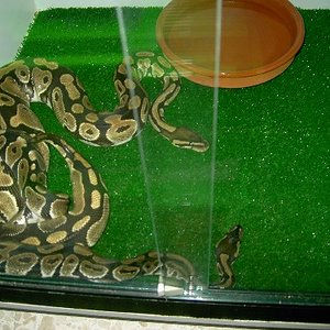 pareja pitones 1.JPG