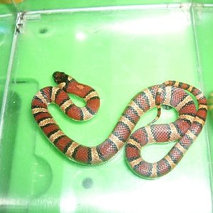 mexicana thayeri.JPG