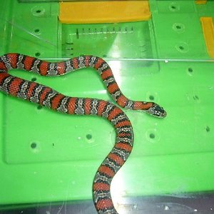 mexicana mexicana.JPG