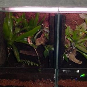 vivarios trs y cuatro.JPG