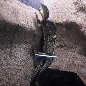 Timorensis copula 29-10-06 3.jpg