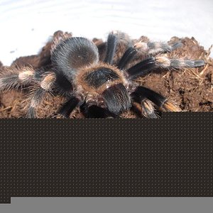 Smithi2.JPG
