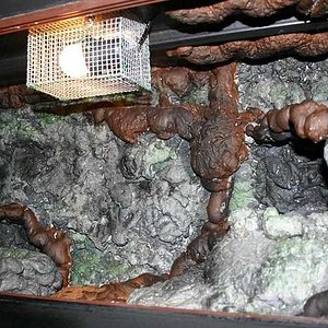 terrario pituophis.jpg