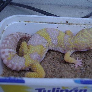 macho albino.JPG