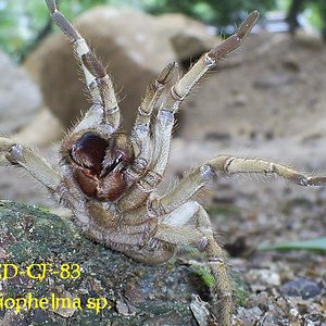 Metriophelma sp.1 21-10-06 Ely Gomez-01.JPG