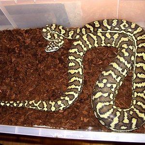 DSCbindi01 (Medium).jpg