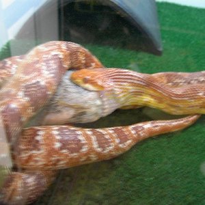 g.albina comiendo.JPG