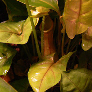 Detalle Nephentes alata.jpg