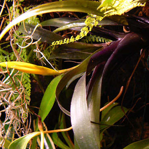 Detalle thillandsia floreciendo.jpg