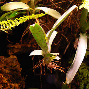 Neoregelia liliputiana.jpg