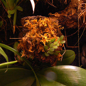 Pleurothallis pepperomioides.jpg