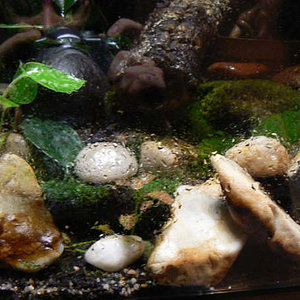 Detalle del musgo en el suelo.jpg