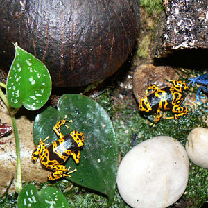 Detalle Habitantes del vivario.jpg