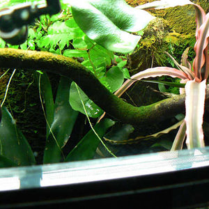 detalle de musgo en el tronco.jpg