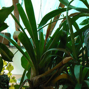guzmania floreciendo.jpg