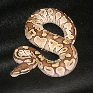 IMG_0215 (Small).JPG