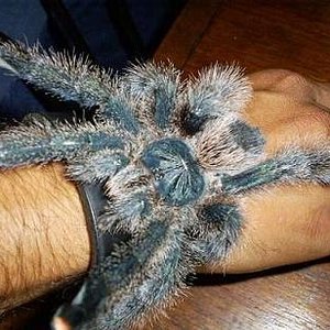AVICULARIA METALICA.jpg