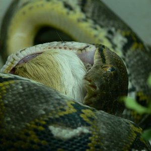 CORDERO 006_renamed_32232.jpg