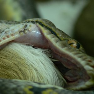 CORDERO 008_renamed_25113.jpg