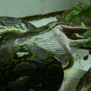 CORDERO 009_renamed_24271.jpg