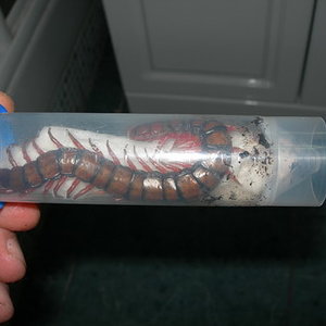 Detalle de uno de los botes.jpg