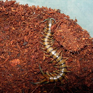 Subspinipes Hawaii.jpg