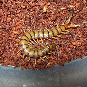 Subspinipes Hawaii 2.jpg