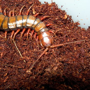 Subspinipes Philippines 1.jpg